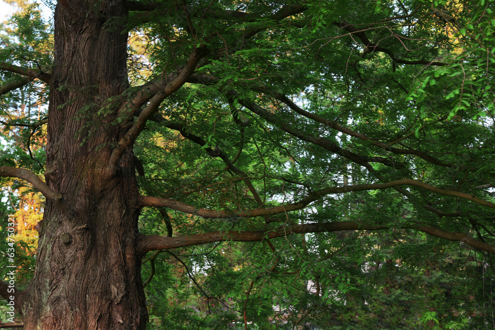 Fototapeta premium Beautiful tree with green leaves growing in park