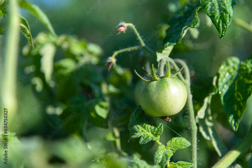 Close-up view of green tomato fruit covered with morning dew drops on plant growing in vegetable garden in a sunny day. Soft focus. Organic food theme. Close-up view of green tomato fruit covered with morning dew drops on plant growing in vegetable garden in a sunny day. Soft focus. Organic food theme.