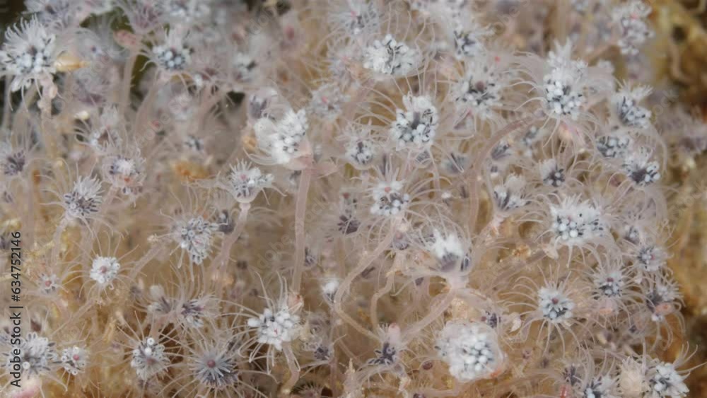 Colony hydrozoa Ectopleura larynx or Tubularia larynx, family Tubulariidae. They live in sublittoral, feed on planktonic organisms. White Sea Colony hydrozoa Ectopleura larynx or Tubularia larynx, family Tubulariidae. They live in sublittoral, feed on planktonic organisms. White Sea