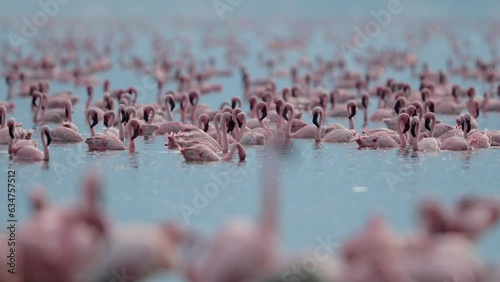 Selective focus on Lesser flamingos wading at the backdrop, lake Bogoria photo