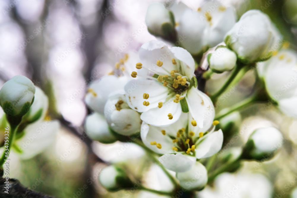 Blooming blackthorn (Prunus spinosa) thornbush (wait-a-minute). Forest ...