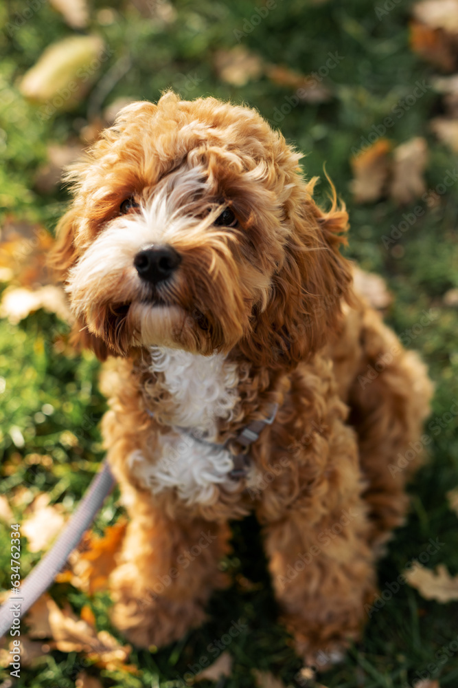 portrait of a puppy