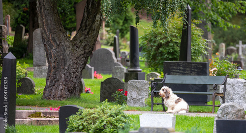 Slika na platnu Dog guardingOwner's tombPlace in a Cemetery