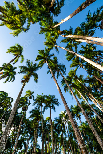 Garden of Palms (Palmentuin) in Paramaribo, Suriname, South America photo