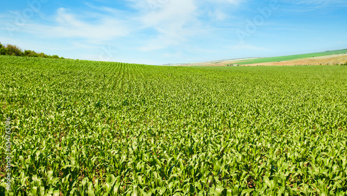 Green field of corn and blue sky. Wide photo.
