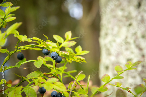 a close up of blue berries in green forest