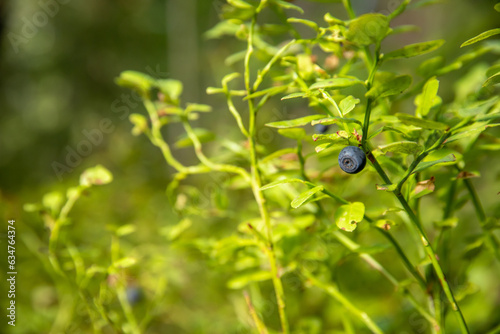 a close up of blue berries in green forest