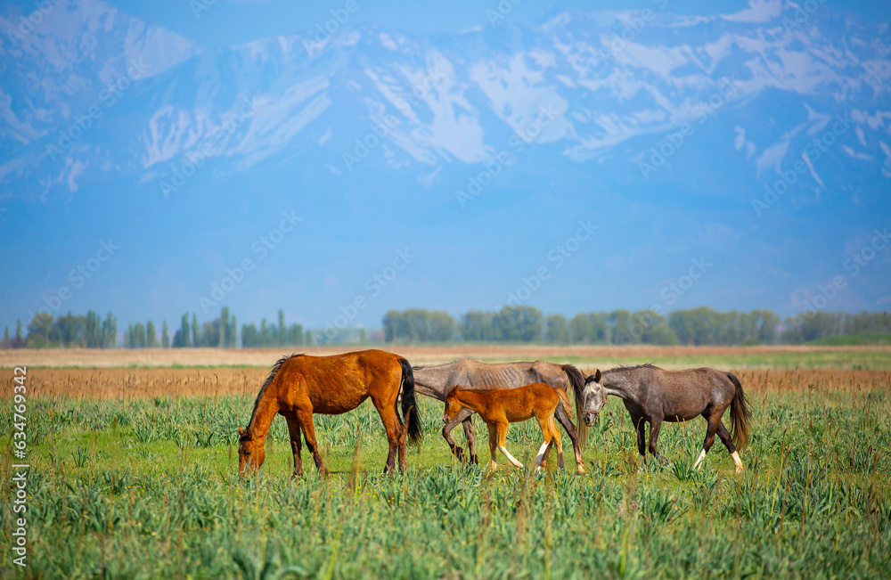 Fototapeta premium Horse and newborn foal on the background of mountains, a herd of horses graze in a meadow in summer and spring, the concept of cattle breeding, with place for text.