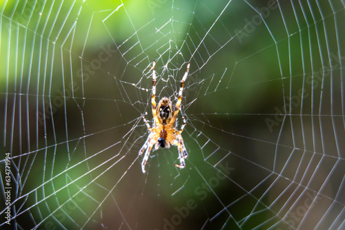 Blurred silhouette of a spider in a web on a blurred natural green background. Selective focus. 