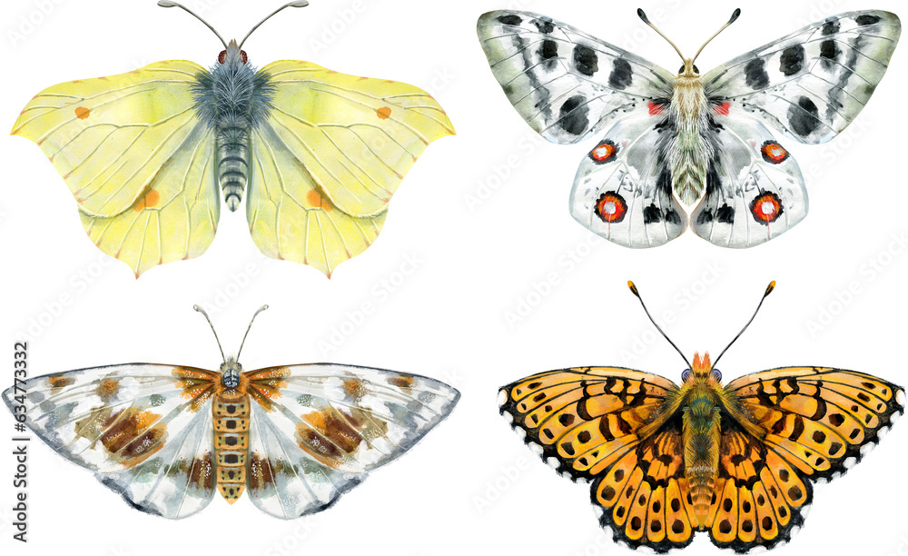 Naklejka premium Set of watercolor butterflies different colors, isolated on white