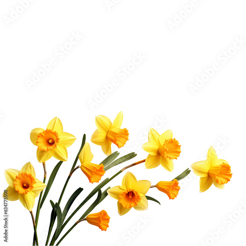 daffodil isolated on white or transparent background  PNG