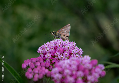 Moth on a flower