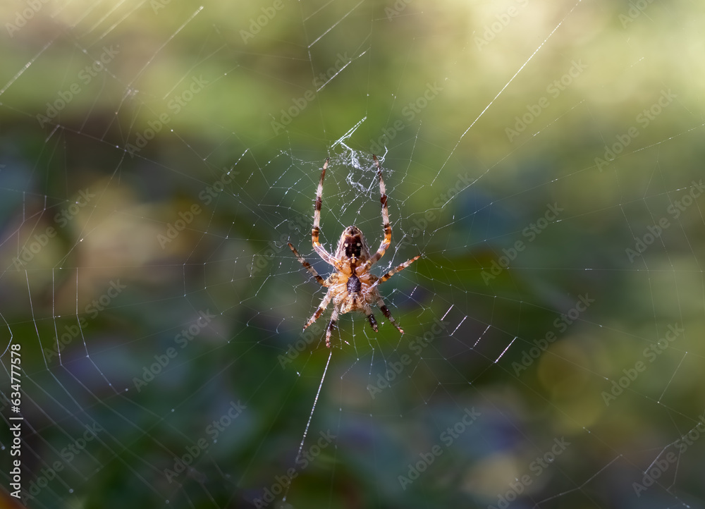 Cross spider (Araneus diadematus) Selective focus, blurred background Cross spider (Araneus diadematus) Selective focus, blurred background