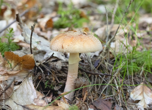 Mushroom amanita rubescens in forest. Selective focus, blurred background