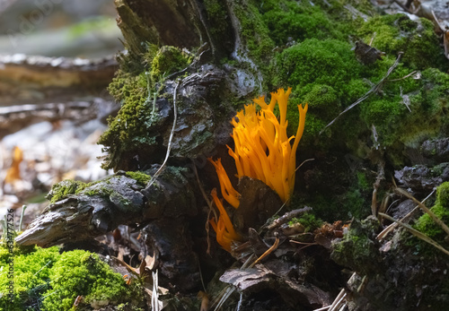 Mushrooms Goat's Beard (Ramaria flava) growing in the forest. Selective focus, blurred background photo