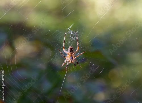 Cross spider (Araneus diadematus) Selective focus, blurred background © NatalKa 