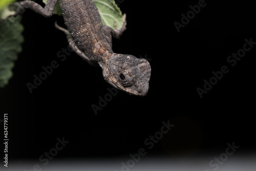 The chameleon or tree lizard is on leaf at night isolated on black background. photo