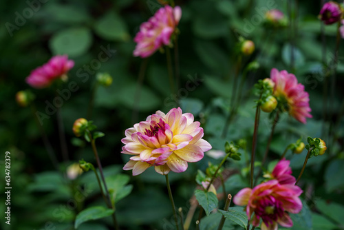 Gorgeous pink dahlias. Perennial dahlia flowers, hobby, gardening.