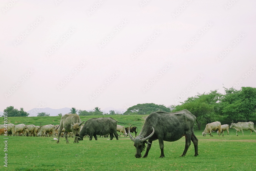 Fototapeta premium Herd of buffalo grazing in a green meadow on a sunny day