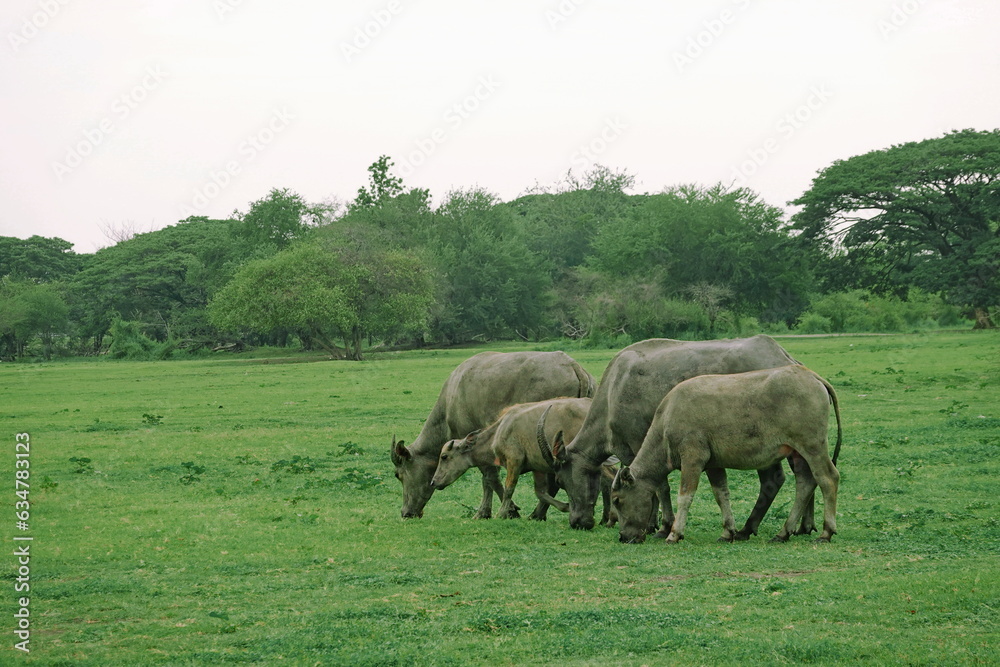 Herd of buffalo grazing in a green meadow on a sunny day