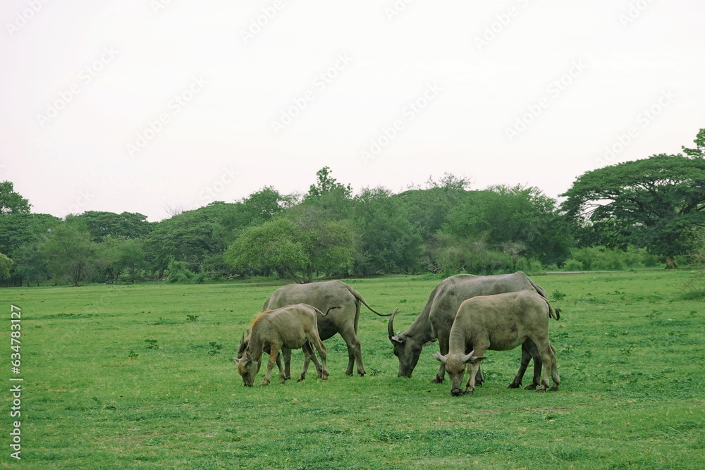 Herd of buffalo grazing in a green meadow on a sunny day Herd of buffalo grazing in a green meadow on a sunny day
