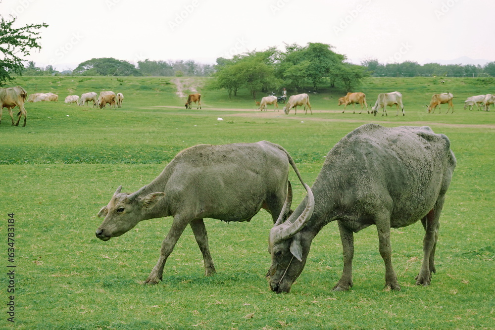 Herd of buffalo grazing in a green meadow on a sunny day