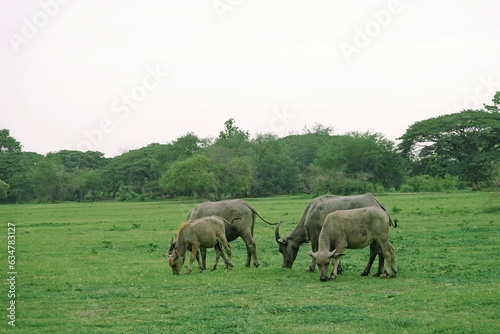Herd of buffalo grazing in a green meadow on a sunny day