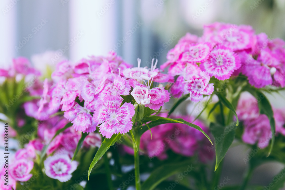 Pink and white flowers of the Dianthus barbatus. Close up, macro photo. Pink and white flowers of the Dianthus barbatus. Close up, macro photo.