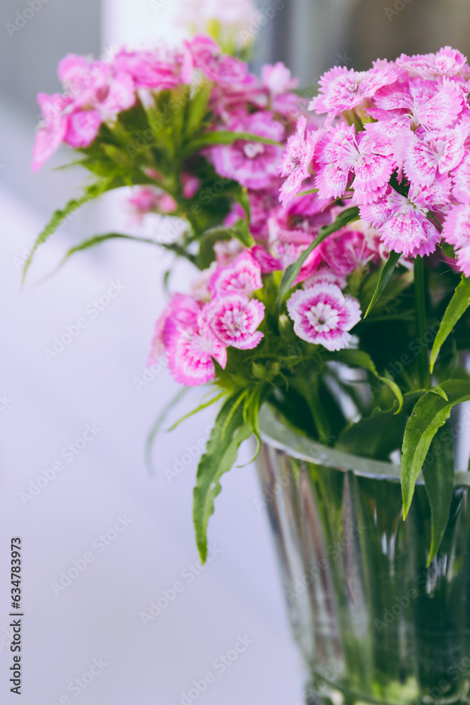Pink and white flowers of the Dianthus barbatus in the glass vase. Close up, macro photo. 