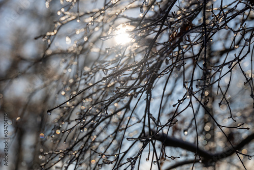 Icy Branches in the Sun © Amanda