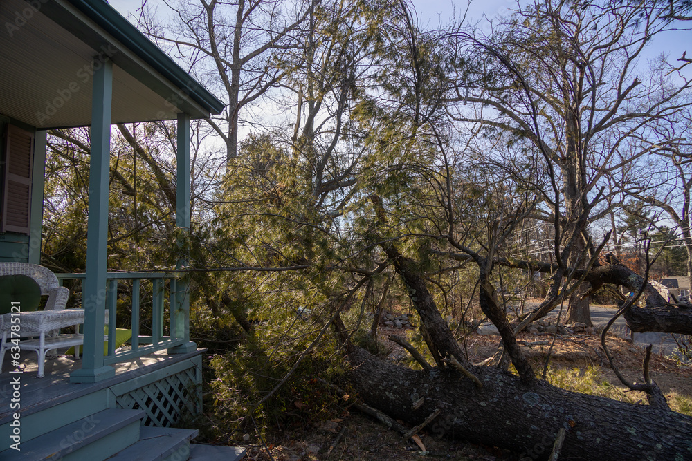 Large Fallen Evergreen Tree in front of House in MA Large Fallen Evergreen Tree in front of House in MA