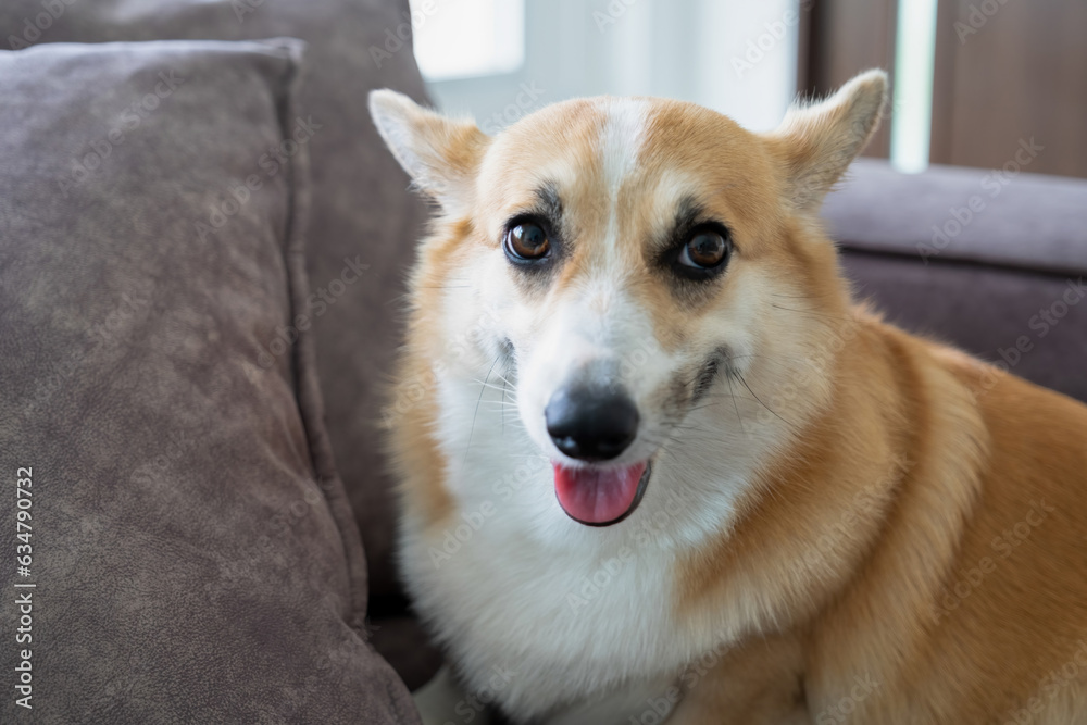 Corgi dog sitting on couch.