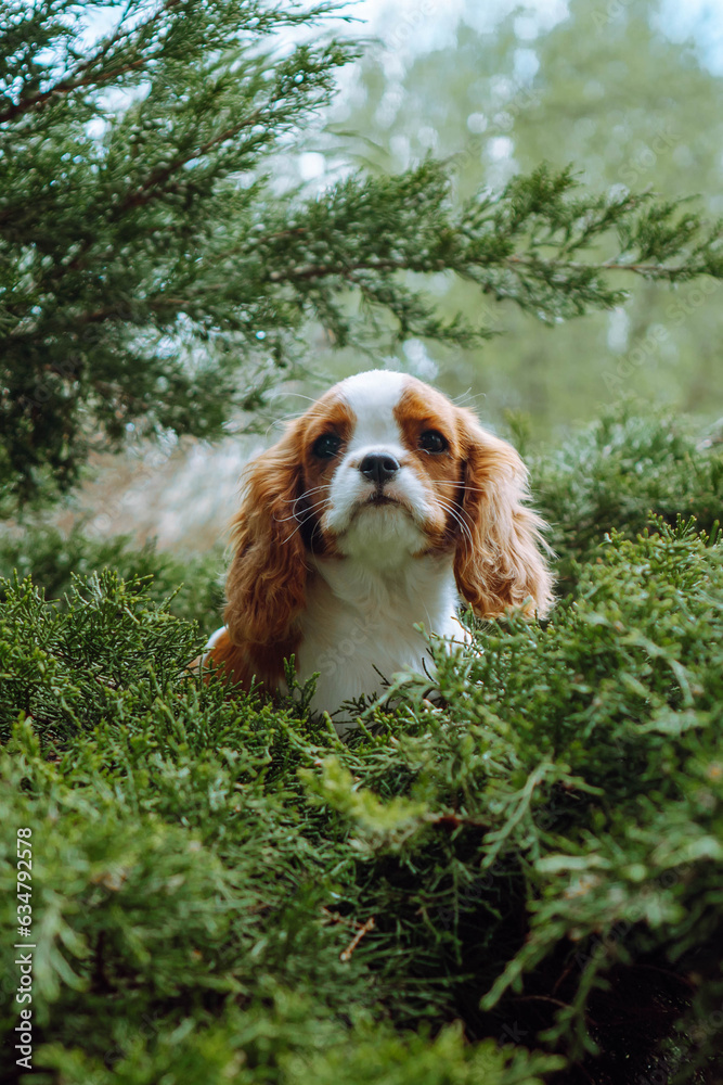Portrait of loveable cub with black eyes rest in coniferous tree. Reddish white haired puppy sit outdoor on sunny day.