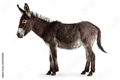 Donkey isolated a on white background.Generative Ai. © Inlovehem