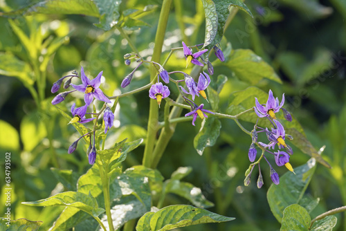bittersweet, flowers an d leaves, Solanum dulcamara, Solanaceae photo