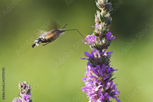 hummingbird hawk-moth drinking nectar from a flower