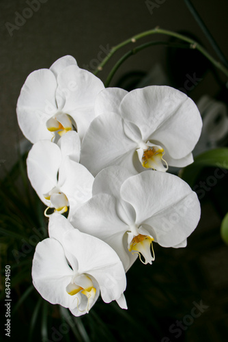 Inflorescence of white orchid flowers.