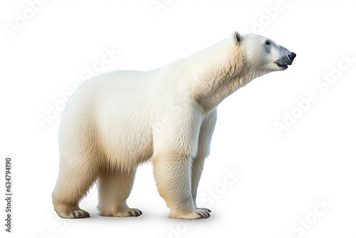 Polar bear isolated on white background .Generative Ai.