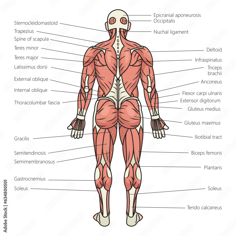 human body muscles structure diagram schematic vector illustration. Medical science educational illustration human body muscles structure diagram schematic vector illustration. Medical science educational illustration