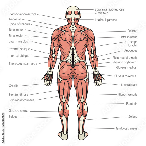 human body muscles structure diagram schematic vector illustration. Medical science educational illustration