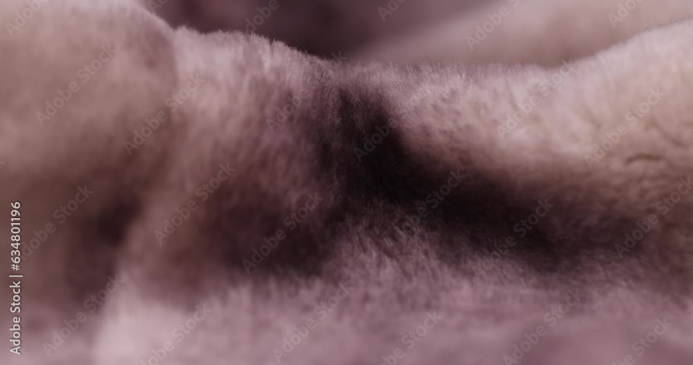 beige and white sheepskin fur, which is used in the production of fur coats and fur products, a close-up of a part of a fur coat made of sheepskin beige and white sheepskin fur, which is used in the production of fur coats and fur products, a close-up of a part of a fur coat made of sheepskin