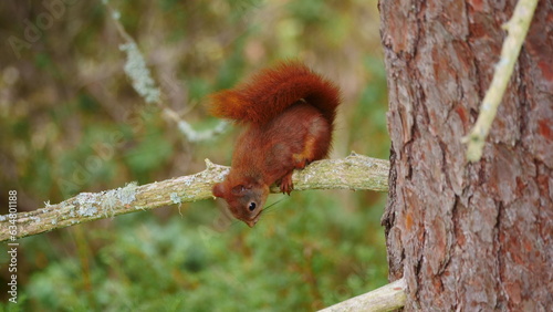 red squirrel sitting on a branch © dblumenberg