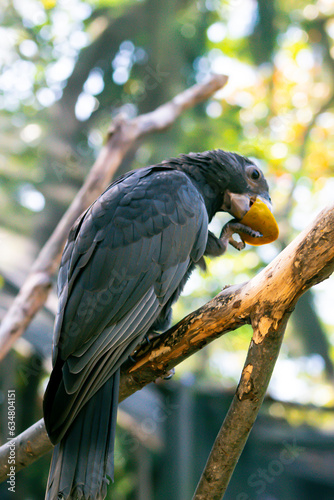 parrot photo