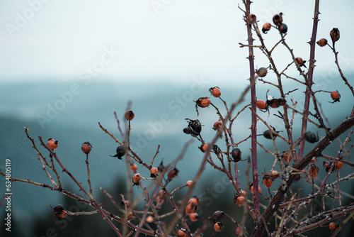 Detail of rose hips with blue background