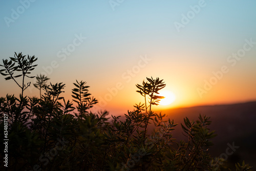 Arbusto no Pôr do Sol, luz suave, macia photo