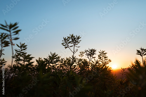 Arbusto no Pôr do Sol, luz suave, macia photo