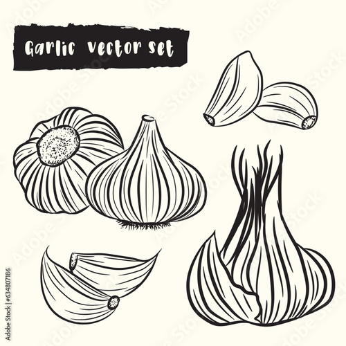 Garlic Hand Drawn Vector Set
