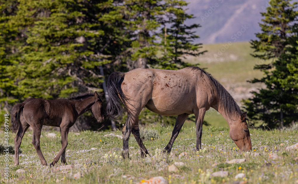 Wild Horse Mare and Foal in the Pryor Mountains Montana in Summer Wild Horse Mare and Foal in the Pryor Mountains Montana in Summer