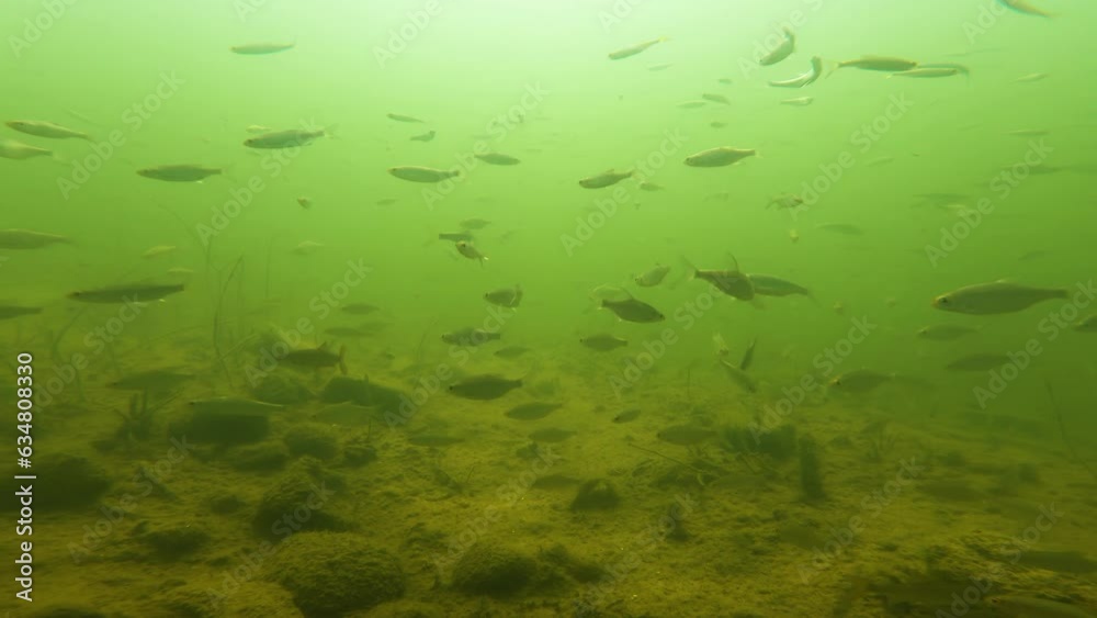 Underwater world Mikolajskie Lake. Mikolajki, Poland Underwater world Mikolajskie Lake. Mikolajki, Poland