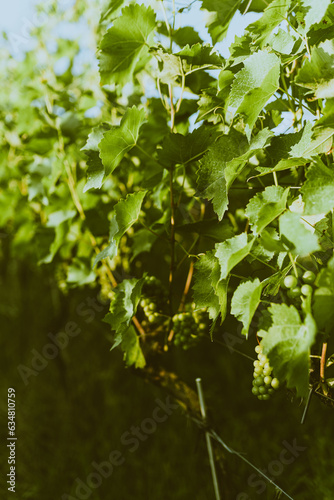 Green vine  grape leaves